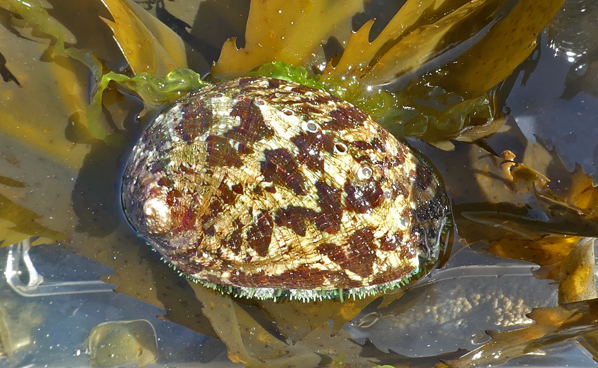 Ormer 1 LihouCauseway 8Aug17.jpg