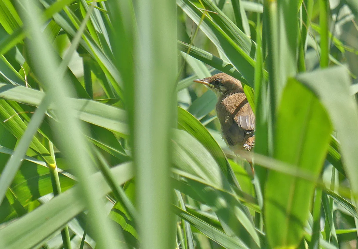 Reed Warbler juv PSoifNT 13Jun17.jpg