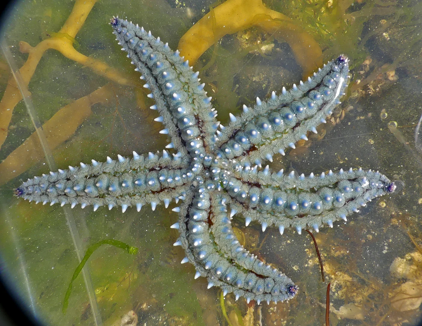 Spint Starfish 1 LihouCauseway 8Aug17.jpg