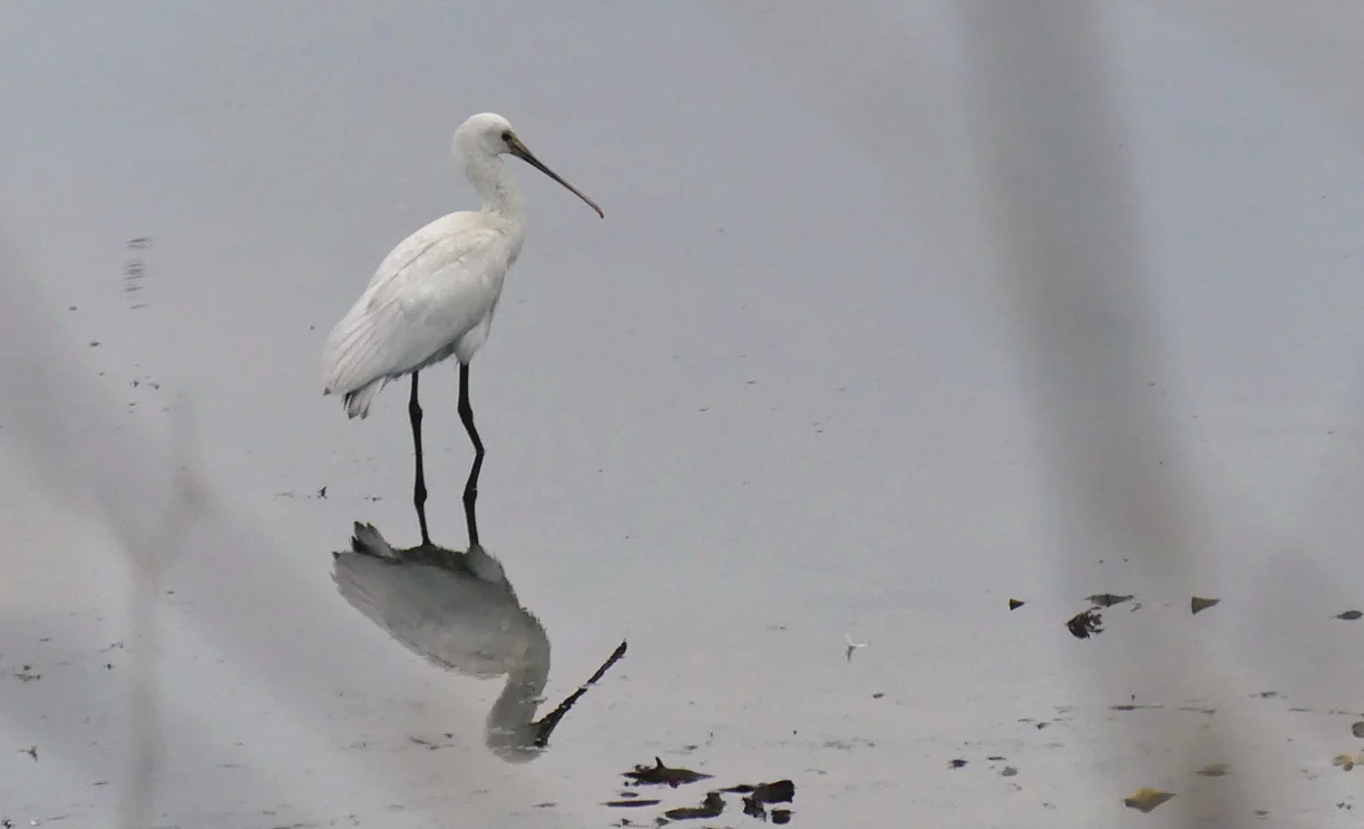 Spoonbill Pulias 16Nov17 a.jpg