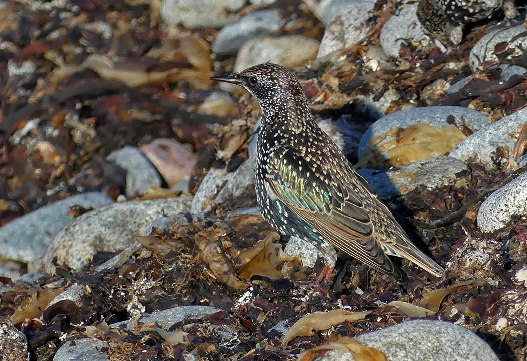 Starling Pulias 13Oct17 b.jpg