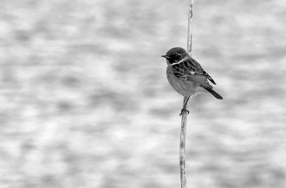 Stonechat Rousse 17Nov17 bw.jpg