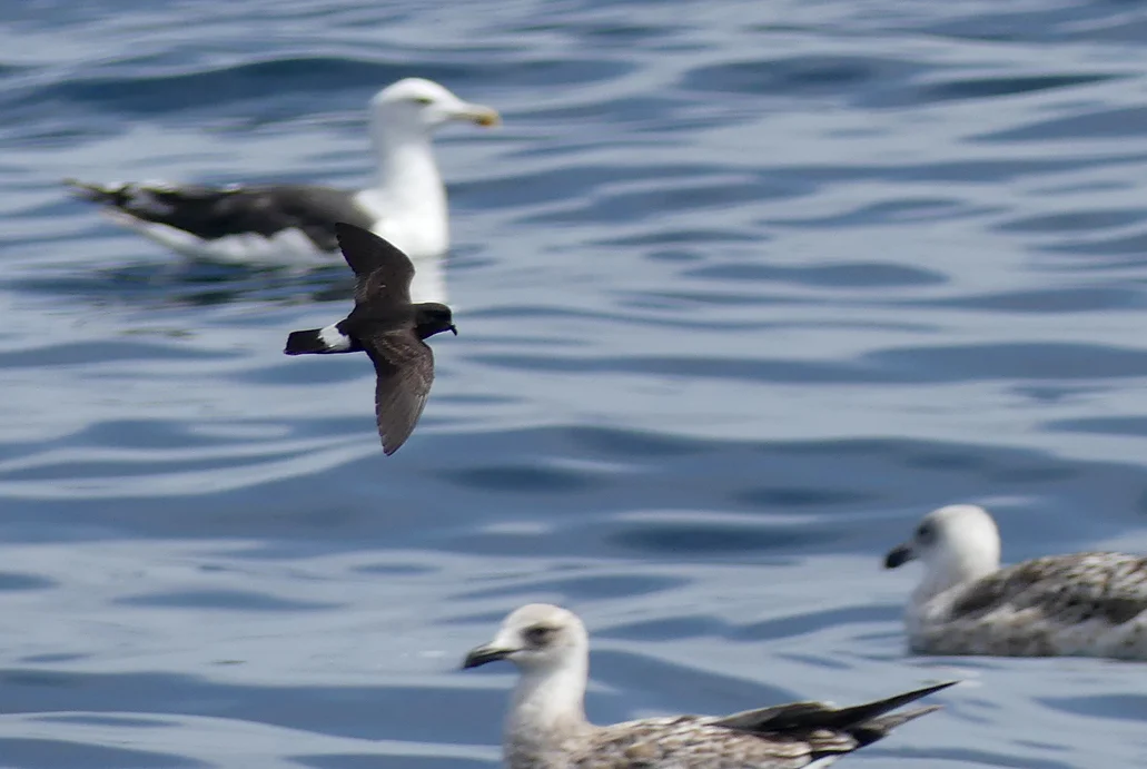 Storm Petrel pelagic 14Aug17 b.jpg