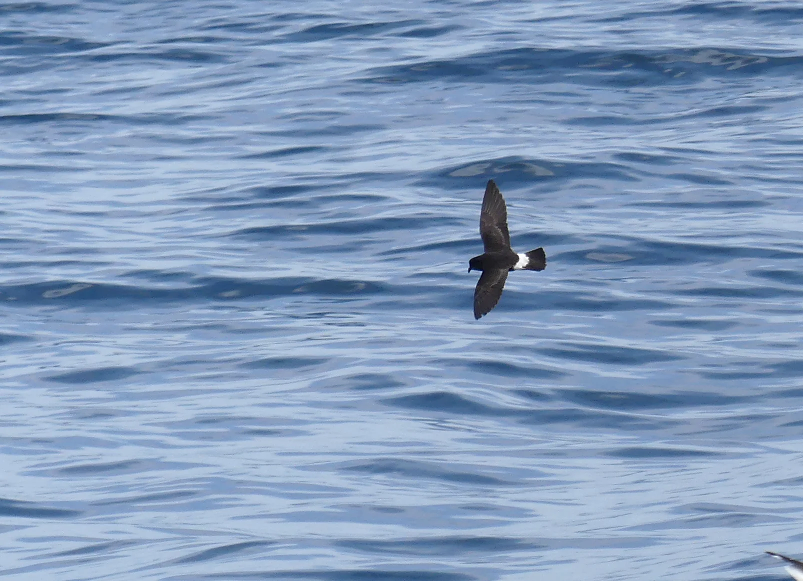 Storm Petrel pelagic 14Aug17 c.jpg