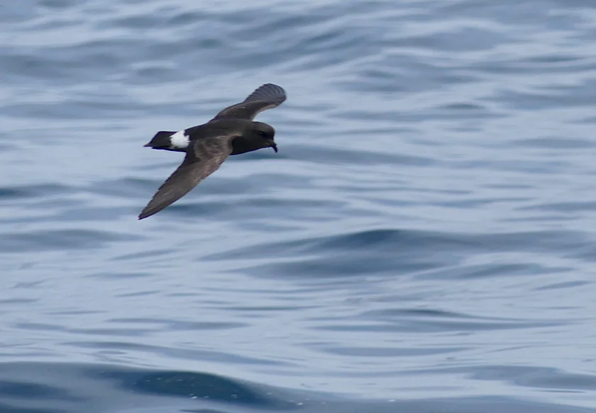 Storm Petrel pelagic 14Aug17 d.jpg