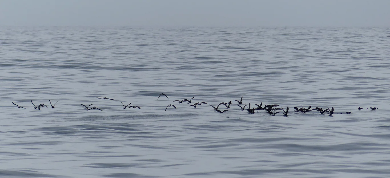 Storm Petrel pelagic 14Aug17 g.jpg