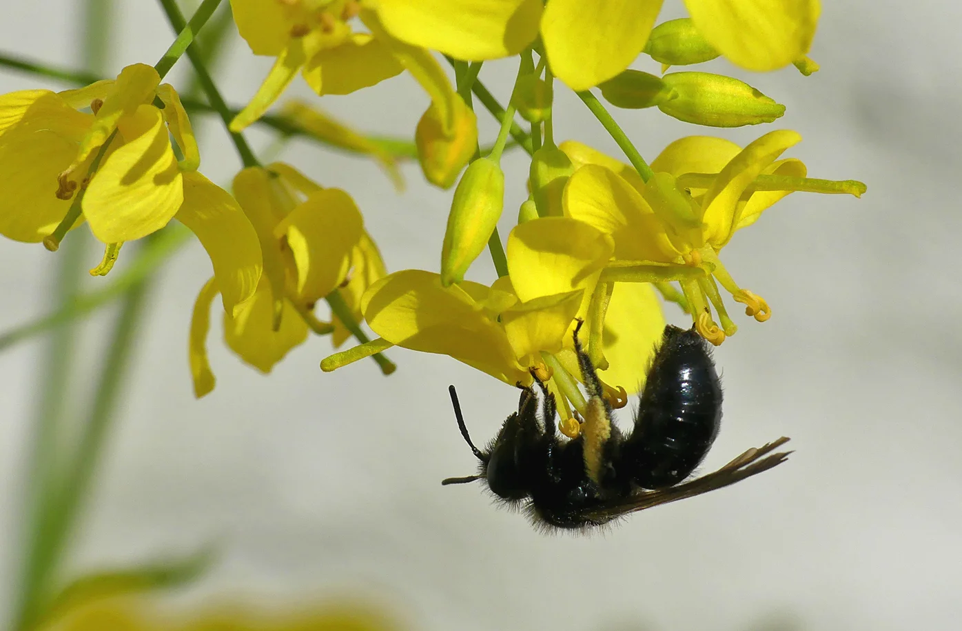 Violet-winged Mining Bee STE 14May17.jpg