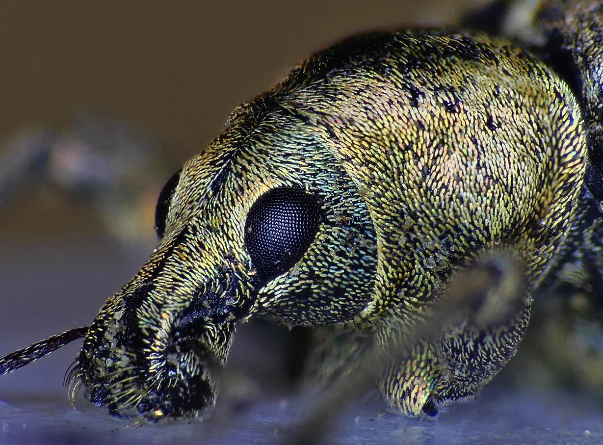 weevil eye stacked.jpg