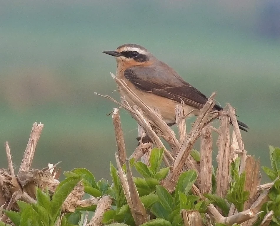 Wheatear MHer 10Apr17 b.jpg