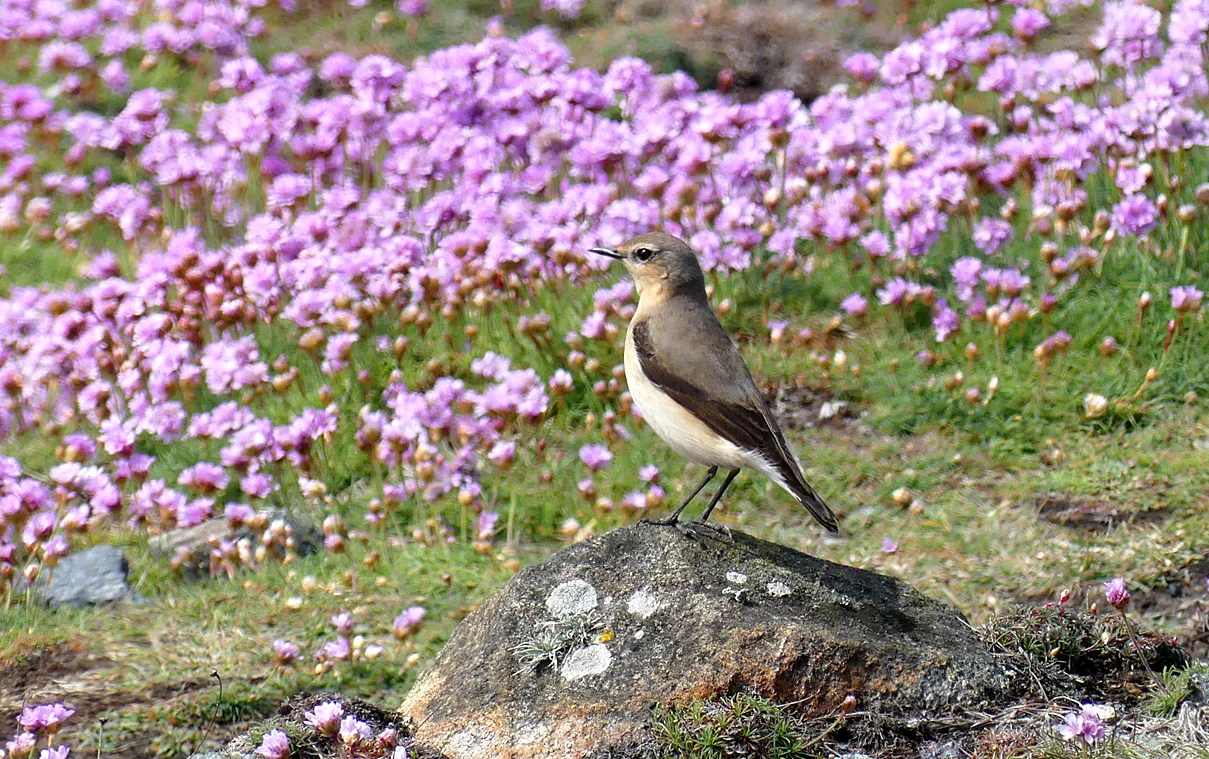 Wheatear FtDoyle 7May17.jpg