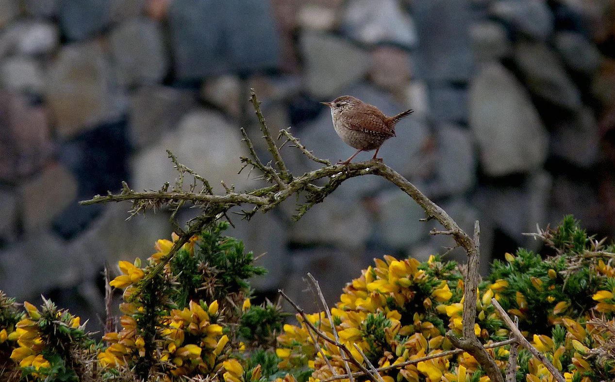 Wren Pulias Apr17.jpg