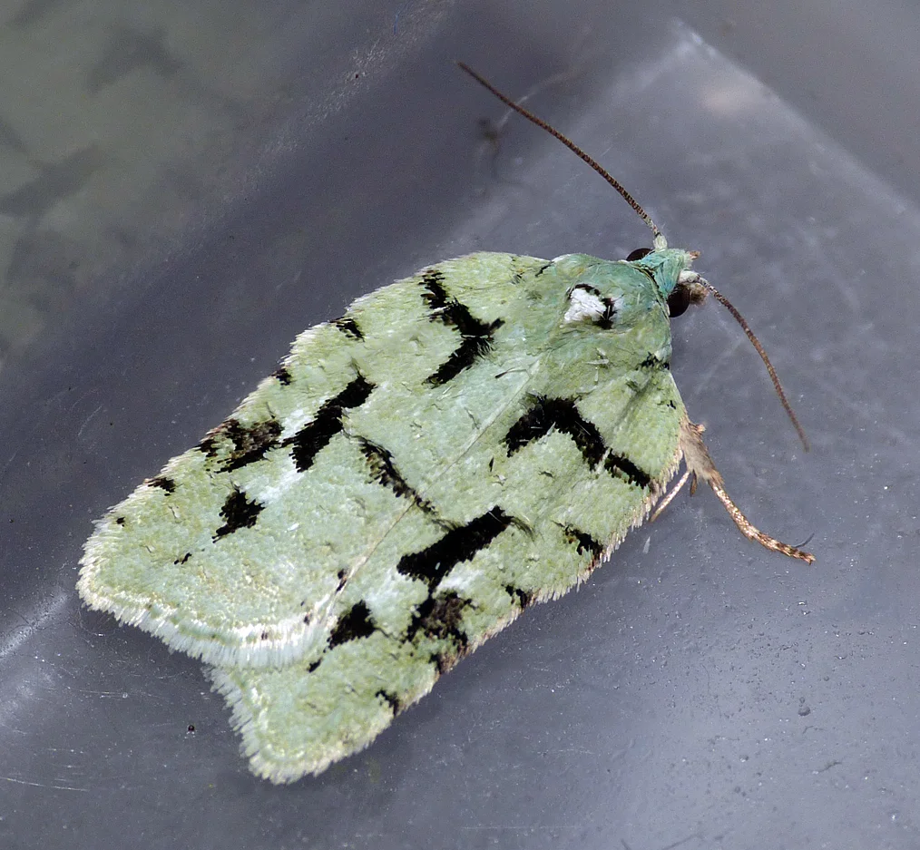Acleris literana CandieGdns 13Aug16.jpg