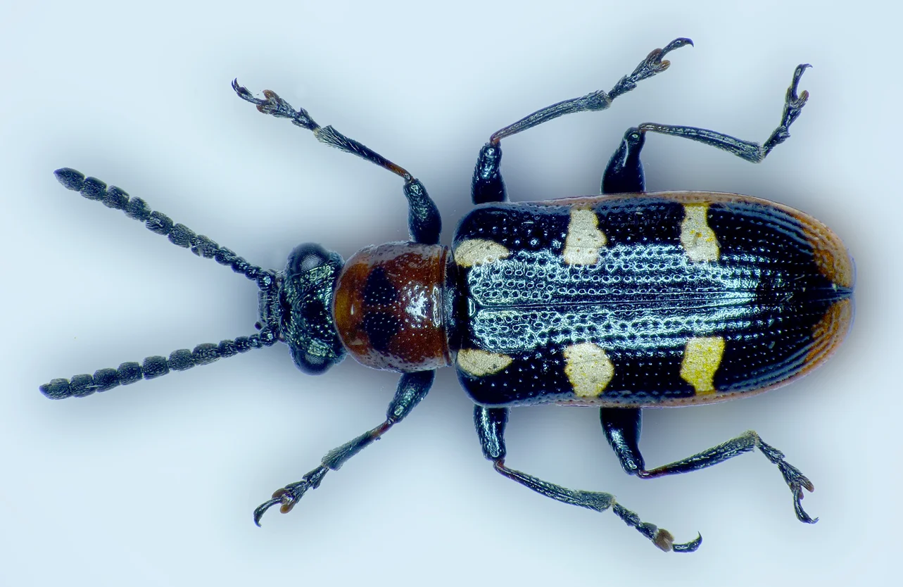 Asparagus Beetle STE 2015 b.jpg