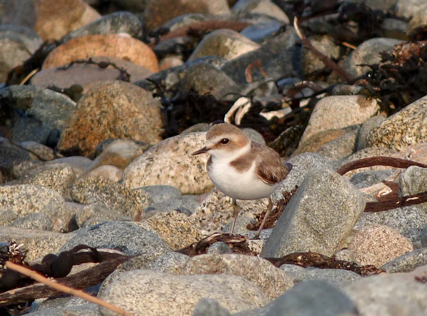 Kentish Plover GHA 6May16 c.jpg