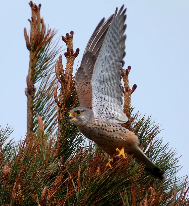Kestrel stretch FtHom 30Mar16.jpg