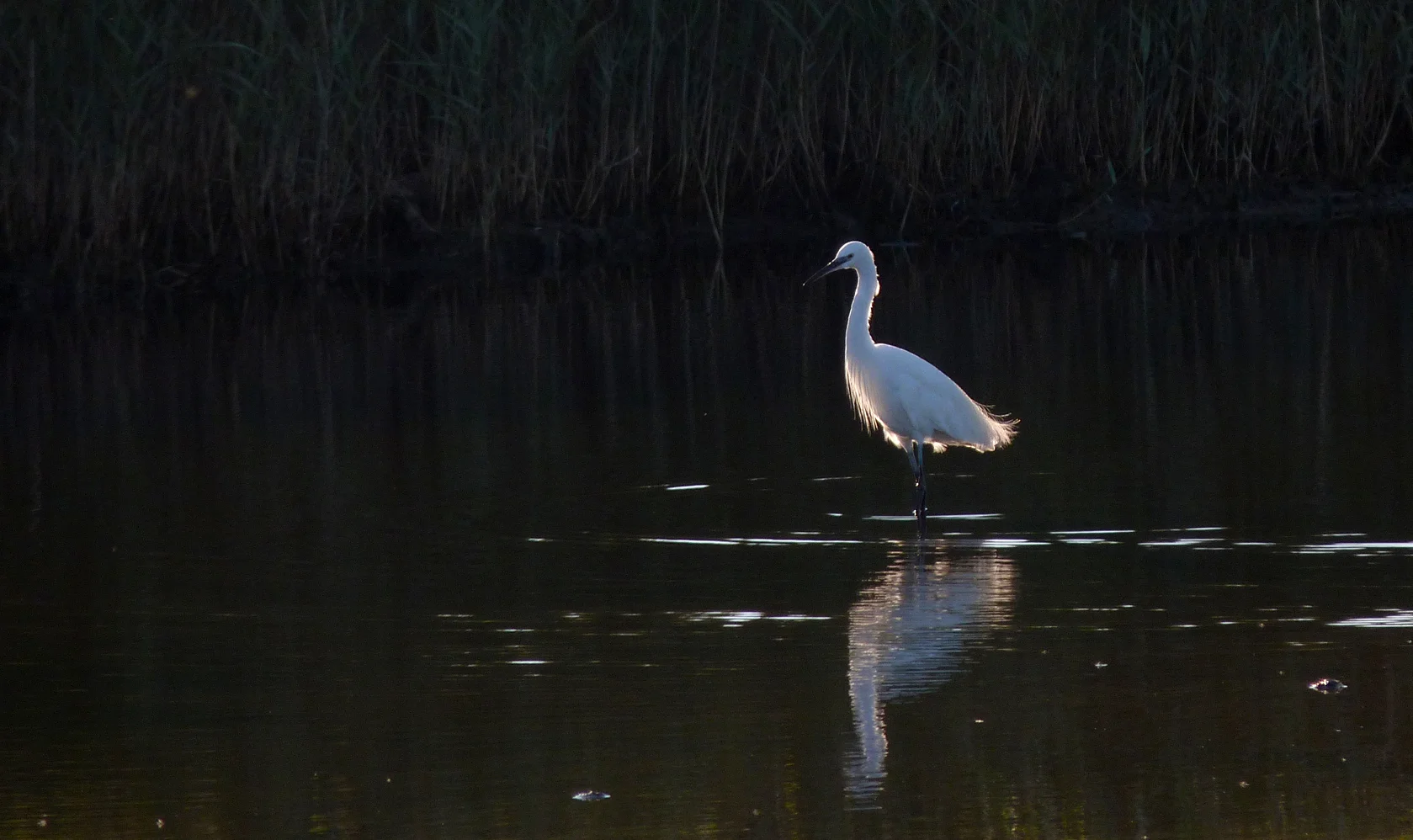 Little Egret CM 16Aug16.jpg