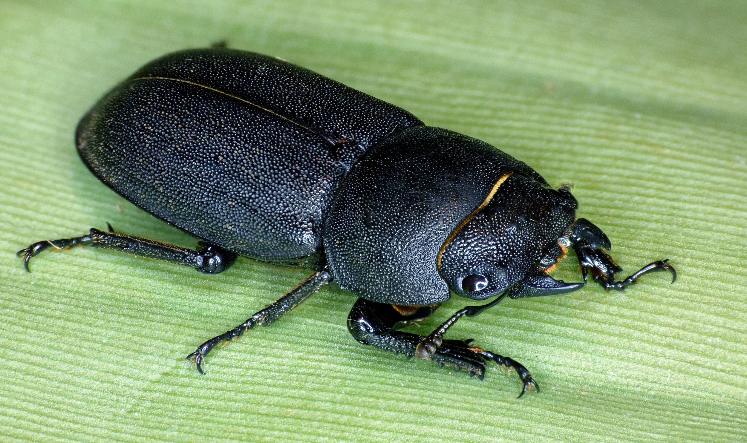 Lesser Stag Beetle STE 17Aug16 b.jpg