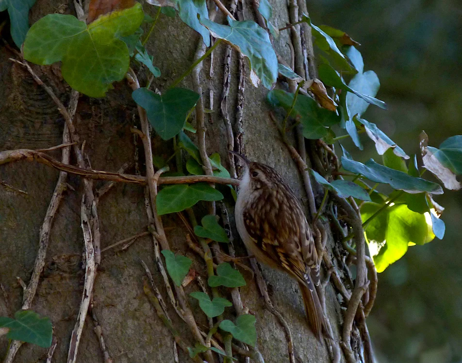 Short-toed Treecreeper LeGuet 28Jan16.jpg