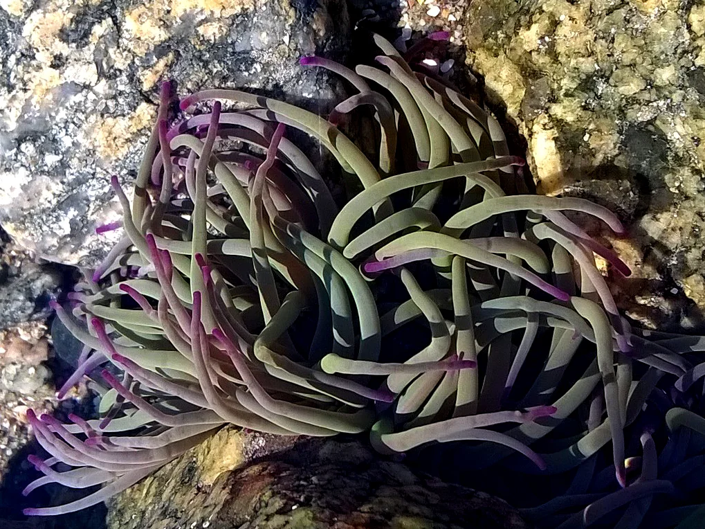 Snakelocks Anenome LihouHdlnd.jpg