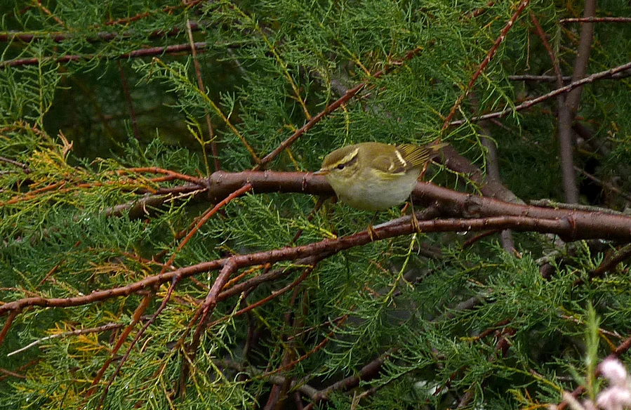 TBW Rousse 8Oct16.jpg