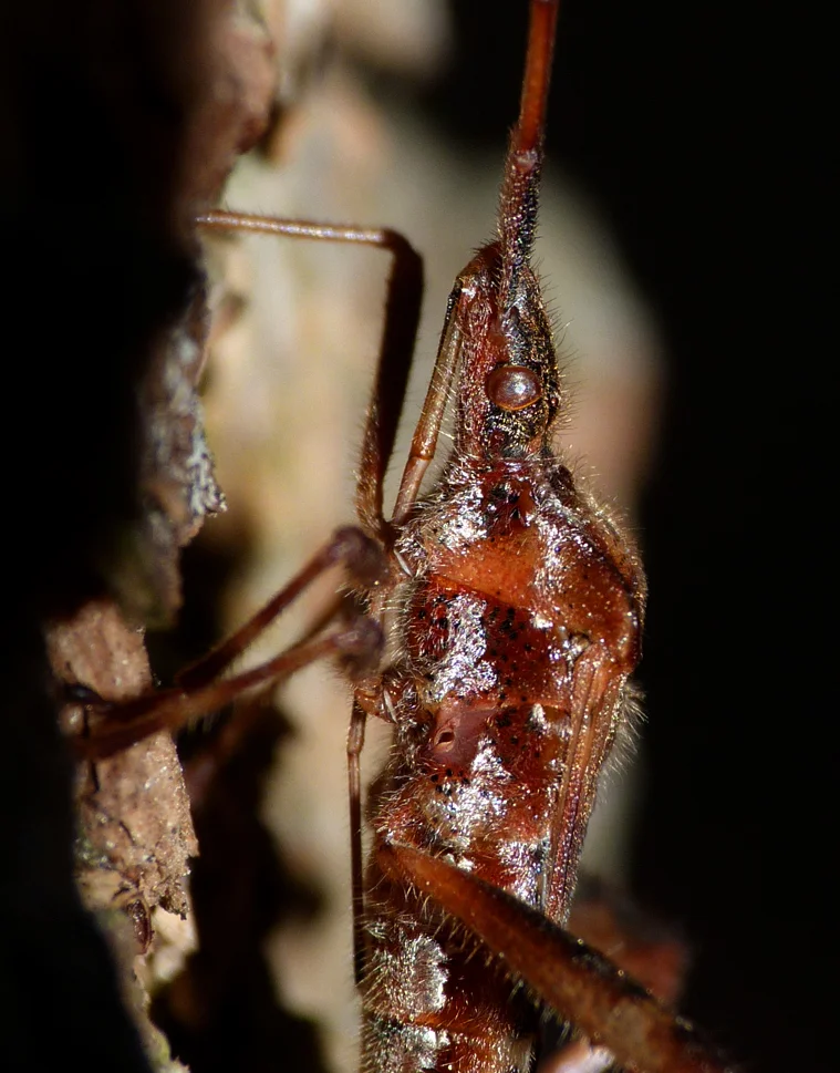 Western Conifer Seed Bug STE Oct16 b.jpg