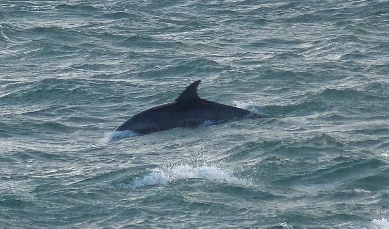 Bottlenose Dolphin Jao 21Aug16 b.jpg