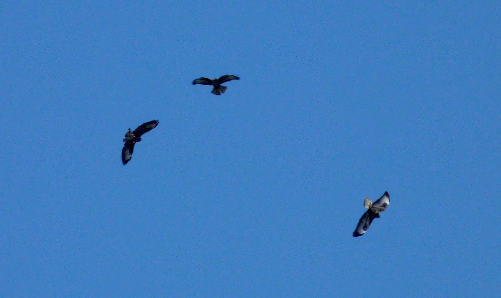 Buzzard STE 1 sep 16.jpg