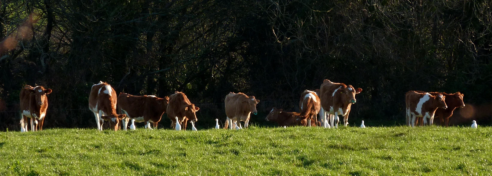 Cattle Egrets x15 Faux 28Dec16 a.jpg
