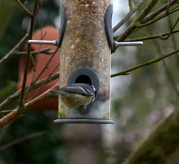Coal Tit b LeGuet 21Jan16.jpg