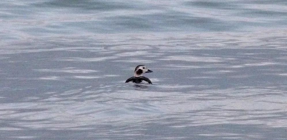 LongTailedDuck PEM 17Dec16 a.jpg