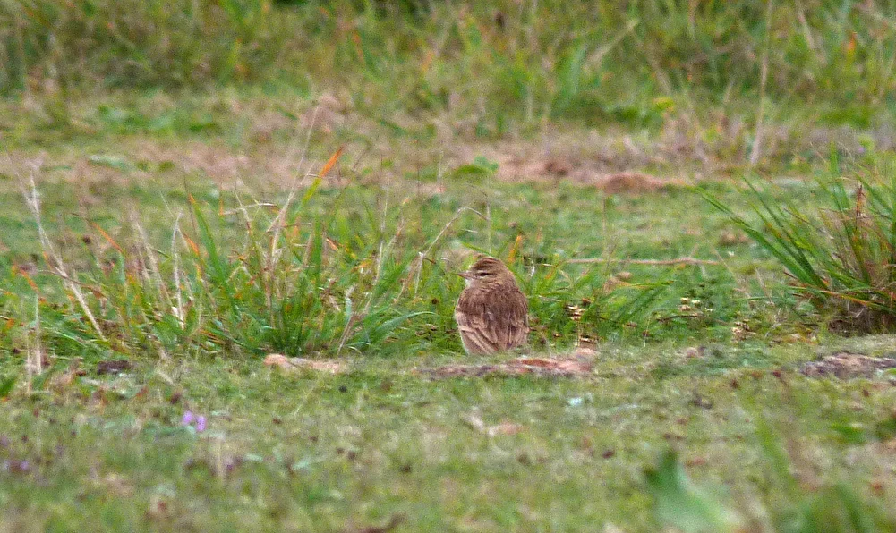 Short-toed Lark FtHomm 15Sep16.jpg