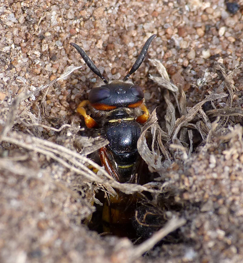 Bee-wolf L'Anc 18Jul15 a.jpg