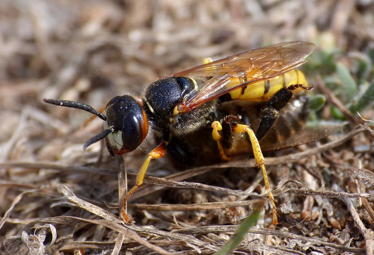 Bee-wolf L'Anc 18Jul15 b.jpg