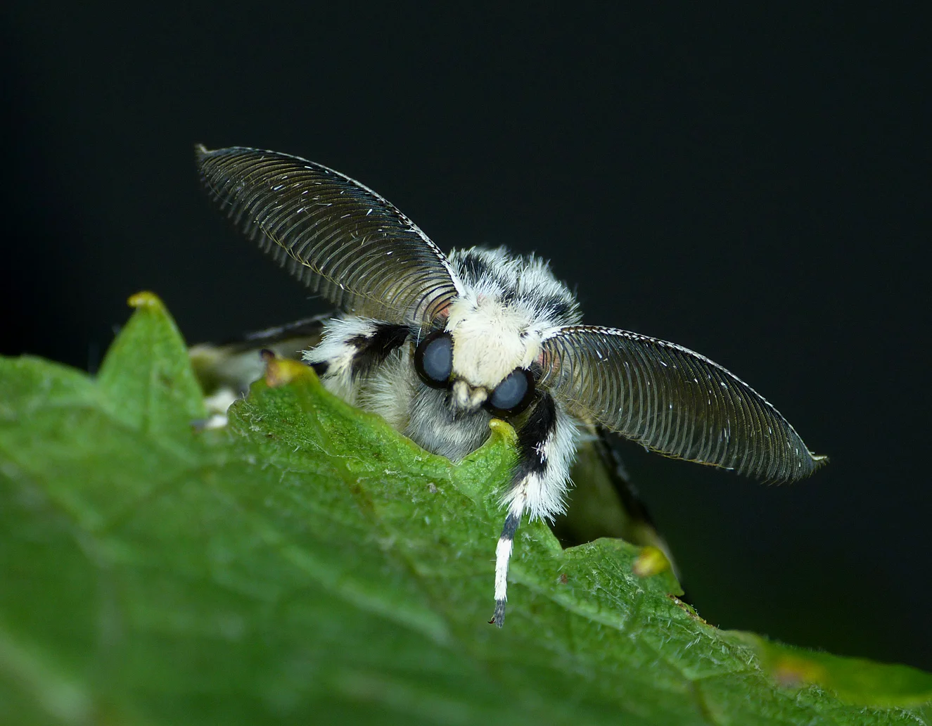 Black Arches STE 20Aug15 b.jpg