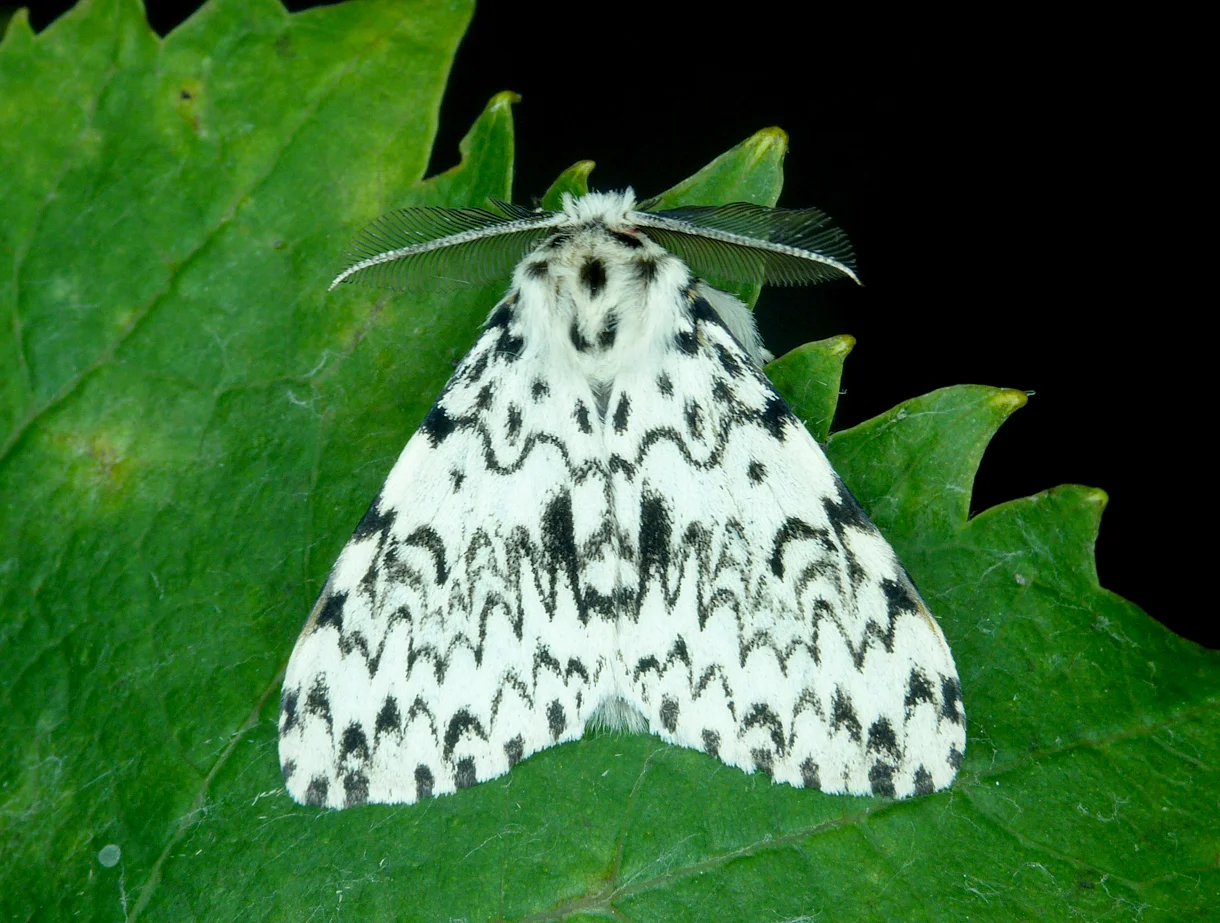 Black Arches STE 20Aug15 a.jpg