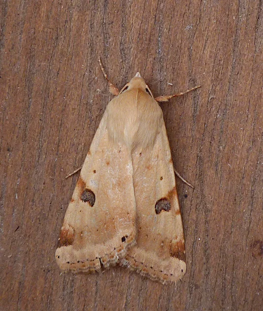 Bordered Straw STE 15May15.jpg