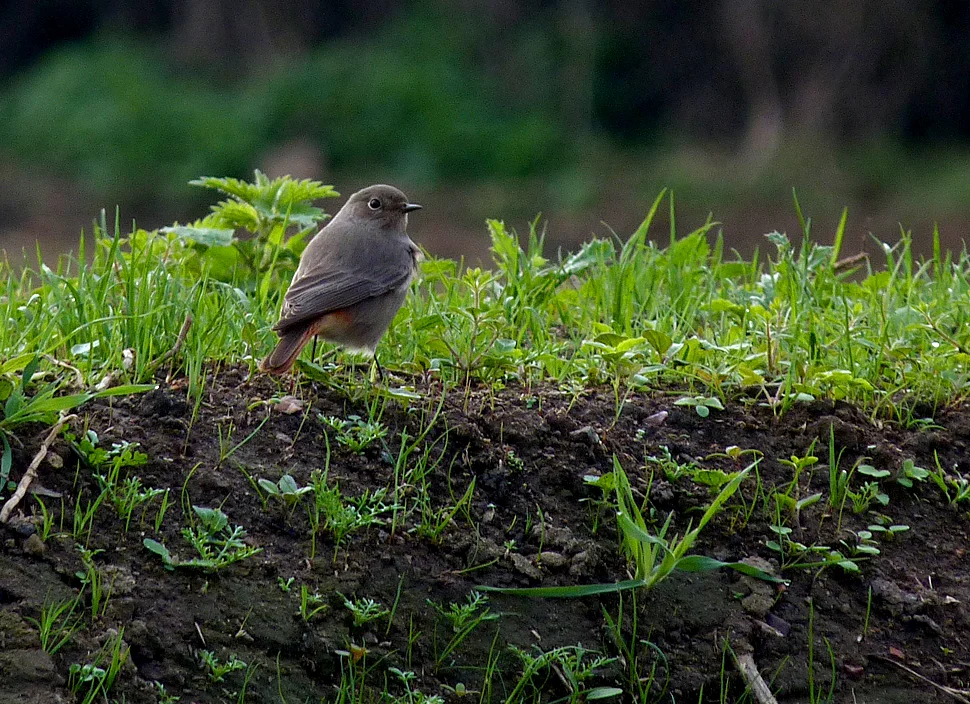 Black Redstart Plein 11Oct15.jpg
