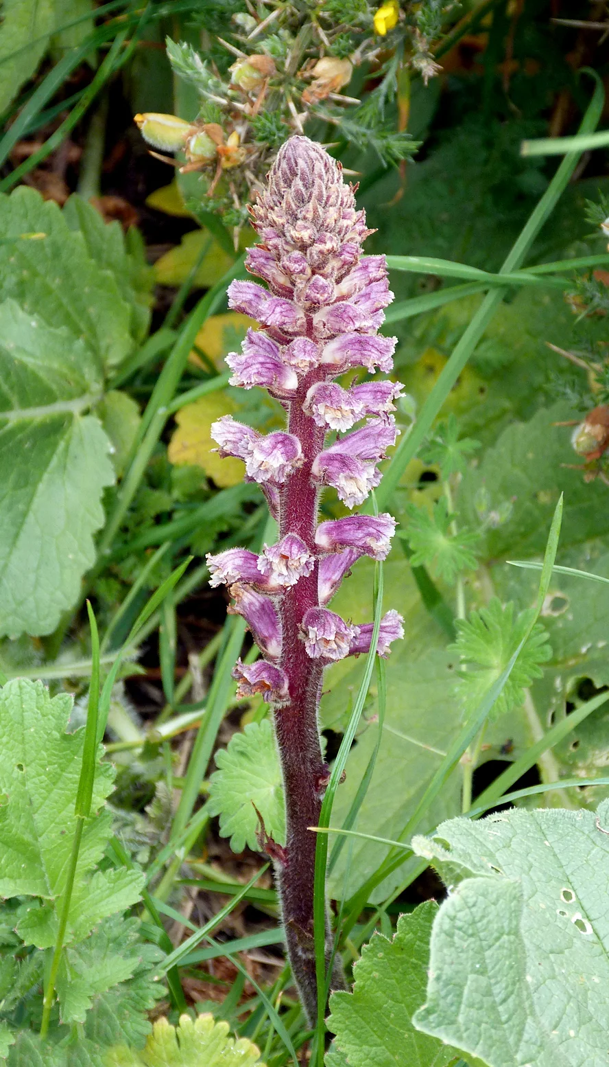 Common Broomrape FtHom 22May15.jpg