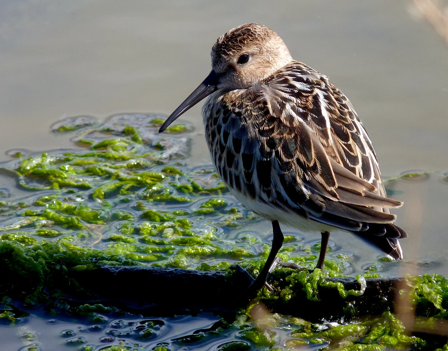 Dunlins 23Aug15 b.jpg