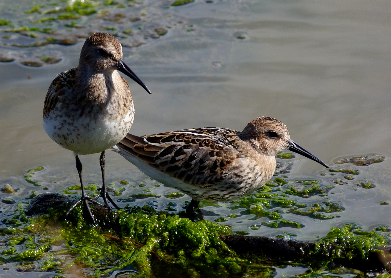 Dunlins 23Aug15 c.jpg