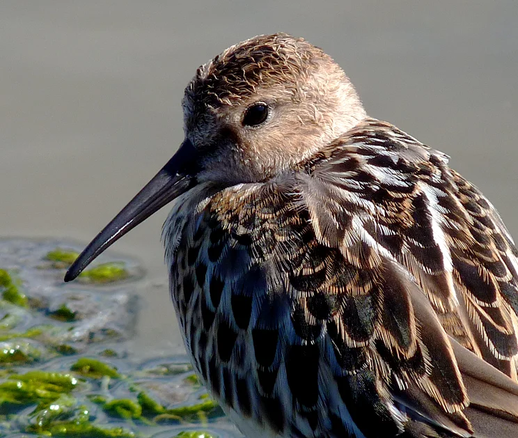 Dunlins Pulias 23Aug15 b2.jpg