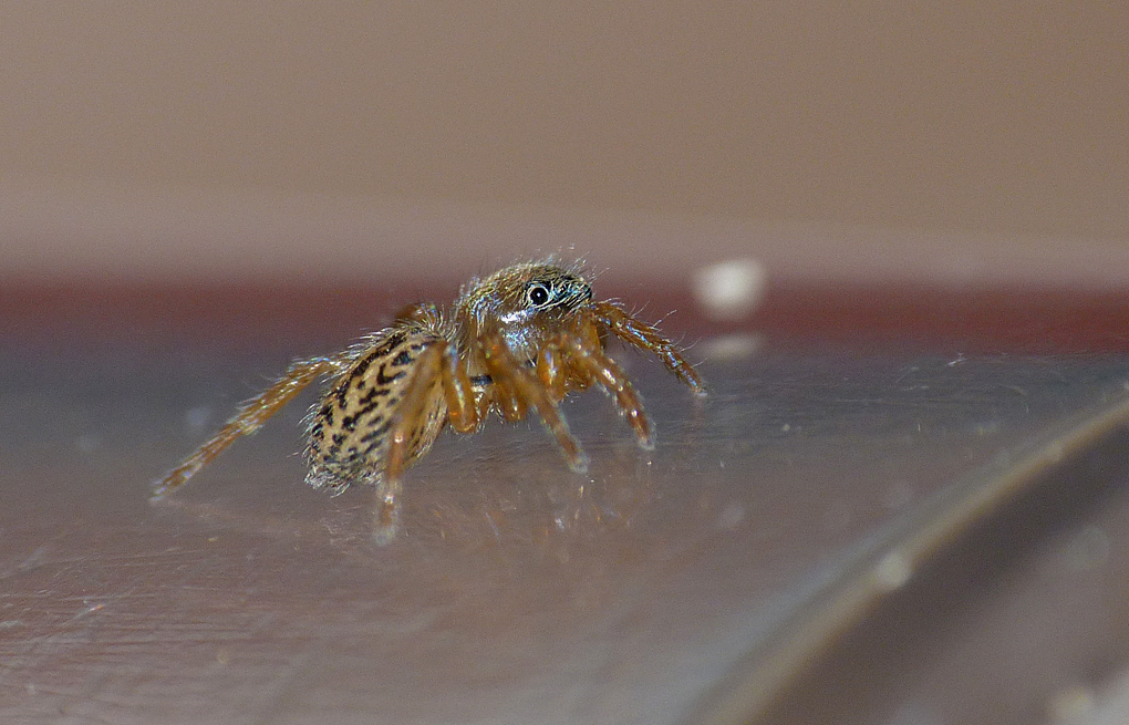 Euophrys frontalis Pulias 1Jun15 a.jpg
