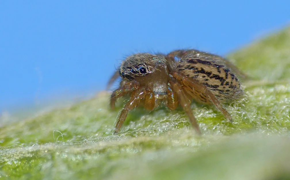 Euophrys frontalis Pulias 1Jun15 f.jpg