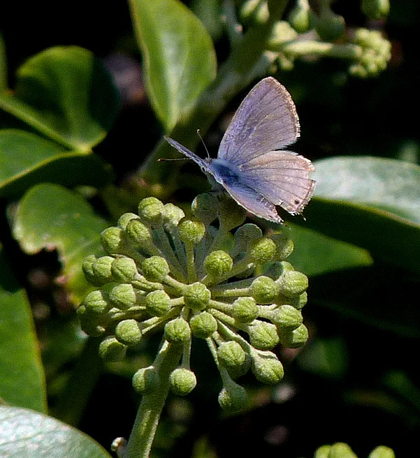 Long-tailed Blue JER 6Sep15 a.jpg