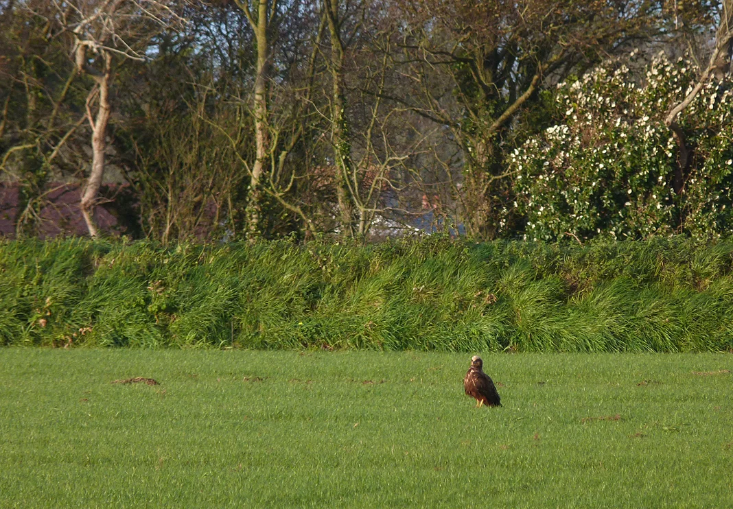 Marsh Harrier RDH 9Dec15.jpg