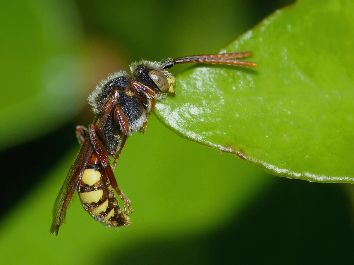 Nomada flava JER 21May15.jpg