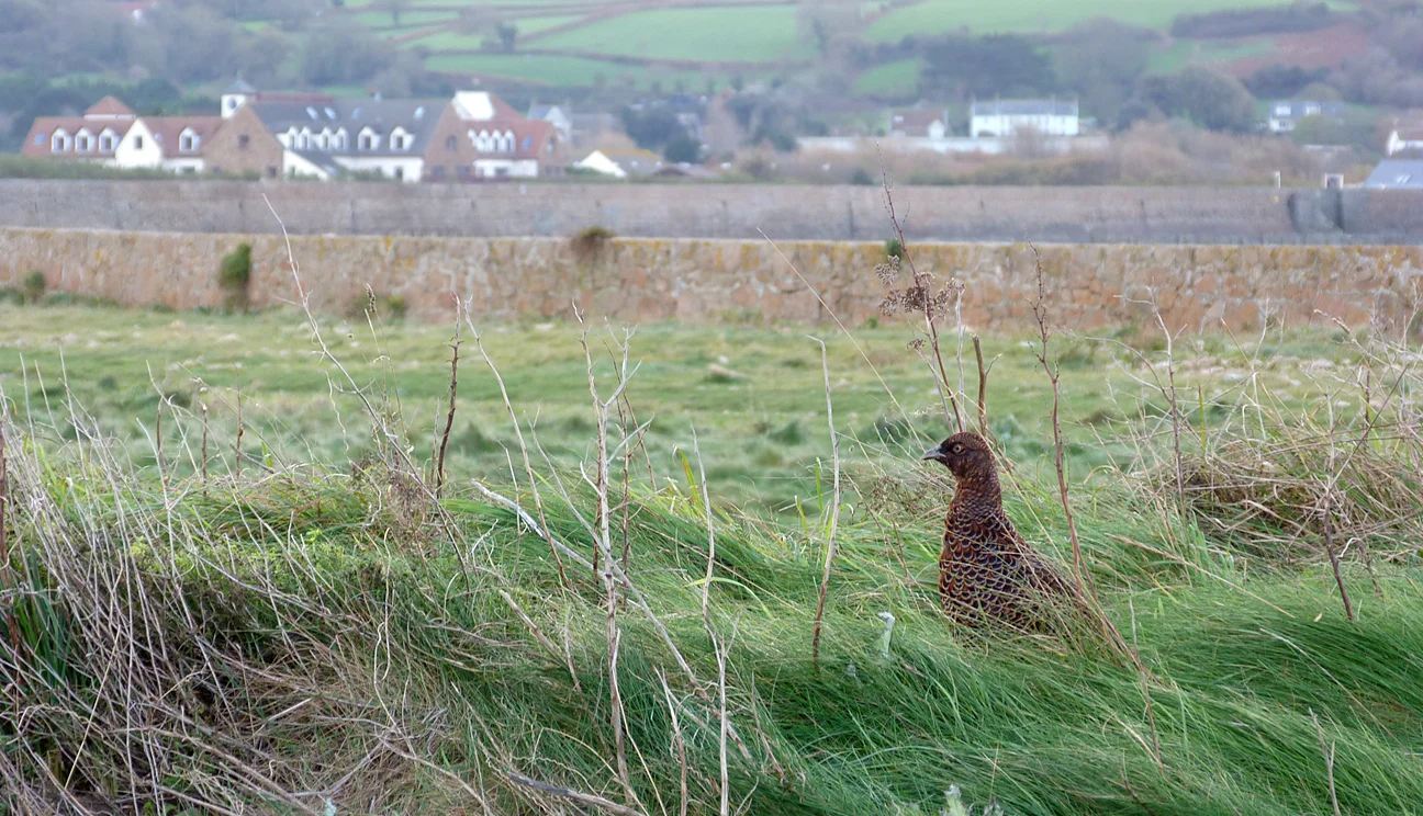 Pheasant FtHom 23Nov15 a.jpg