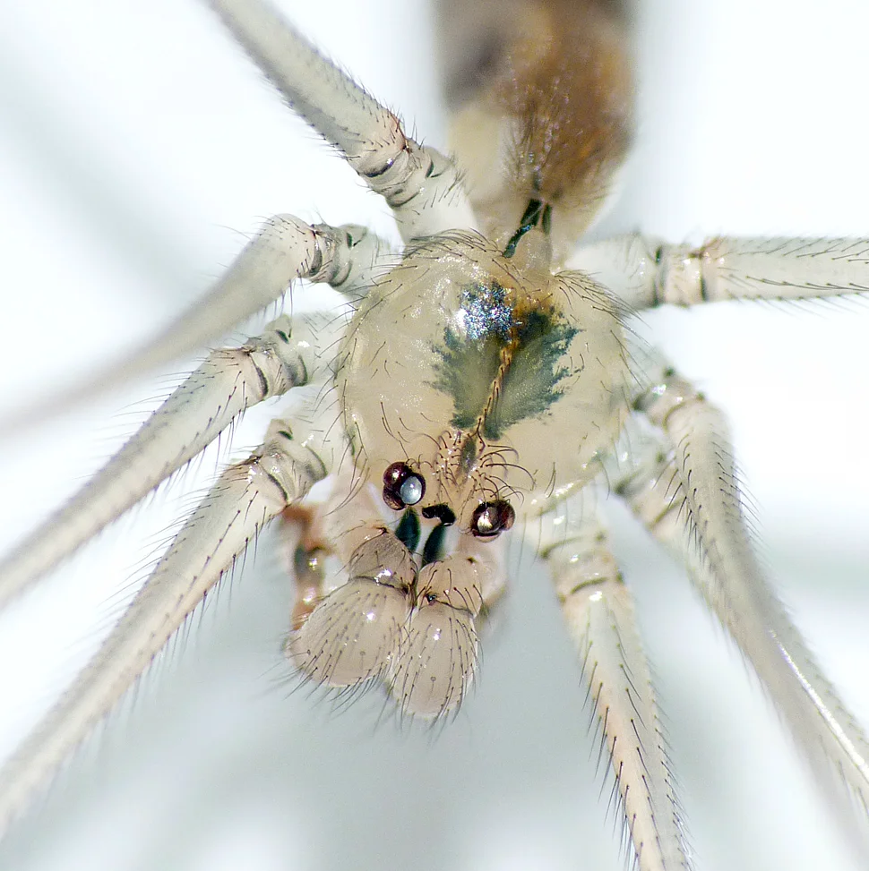 Pholcus phalagioides STE 26Dec15.jpg