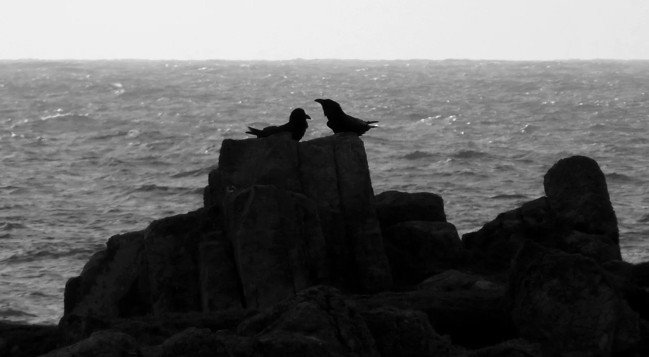 Ravens Pulias 4Mar15.jpg