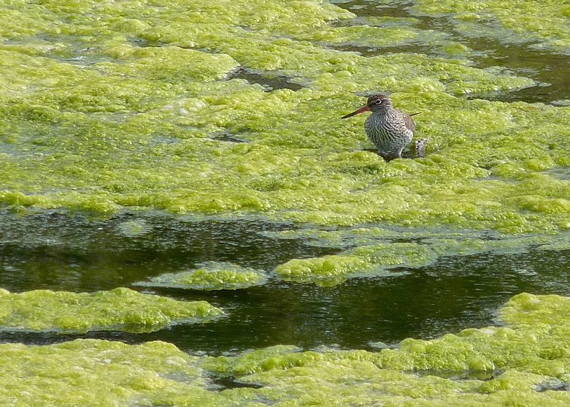 Redshank Pulias 11May15.jpg